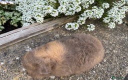 Guinea Pig rodents for sale: Stunning pure bred Swiss boar - Image 3