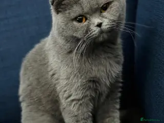 British Shorthair cats Purebred BSH Kittens- Premium & Imported Lineage - Advert 1