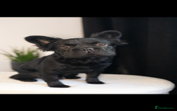 French Bulldog dogs for sale: REDUCED! Beautiful frenchbulldog boy! - Image 3