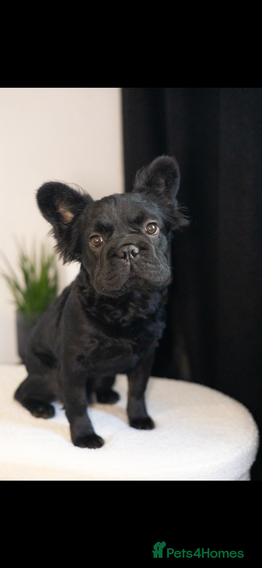 French Bulldog dogs for sale: REDUCED! Beautiful frenchbulldog boy! - Image 3