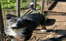 Border Collie dogs for sale: Border collie puppies ** Ready to Leave ** - Image 19