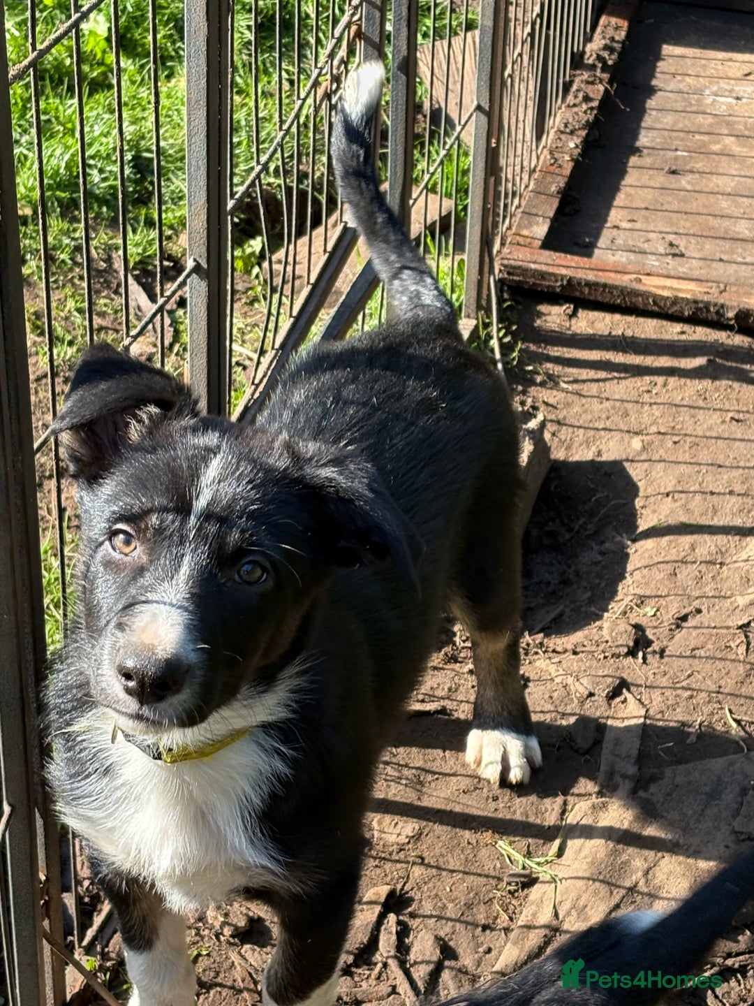 Border Collie dogs for sale: Border collie puppies ** Ready to Leave ** - Image 19