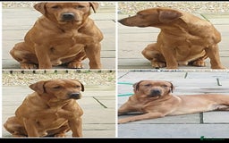 Labrador Retriever dogs for sale: Beautiful litter of Labradors - Image 15