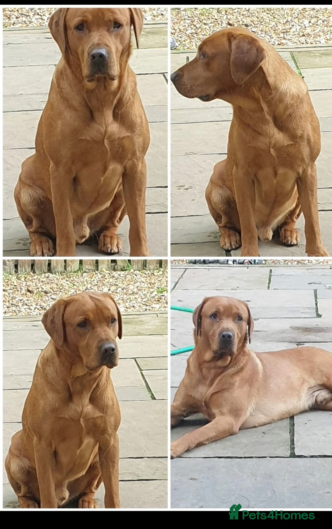 Labrador Retriever dogs for sale: Beautiful litter of Labradors - Image 15