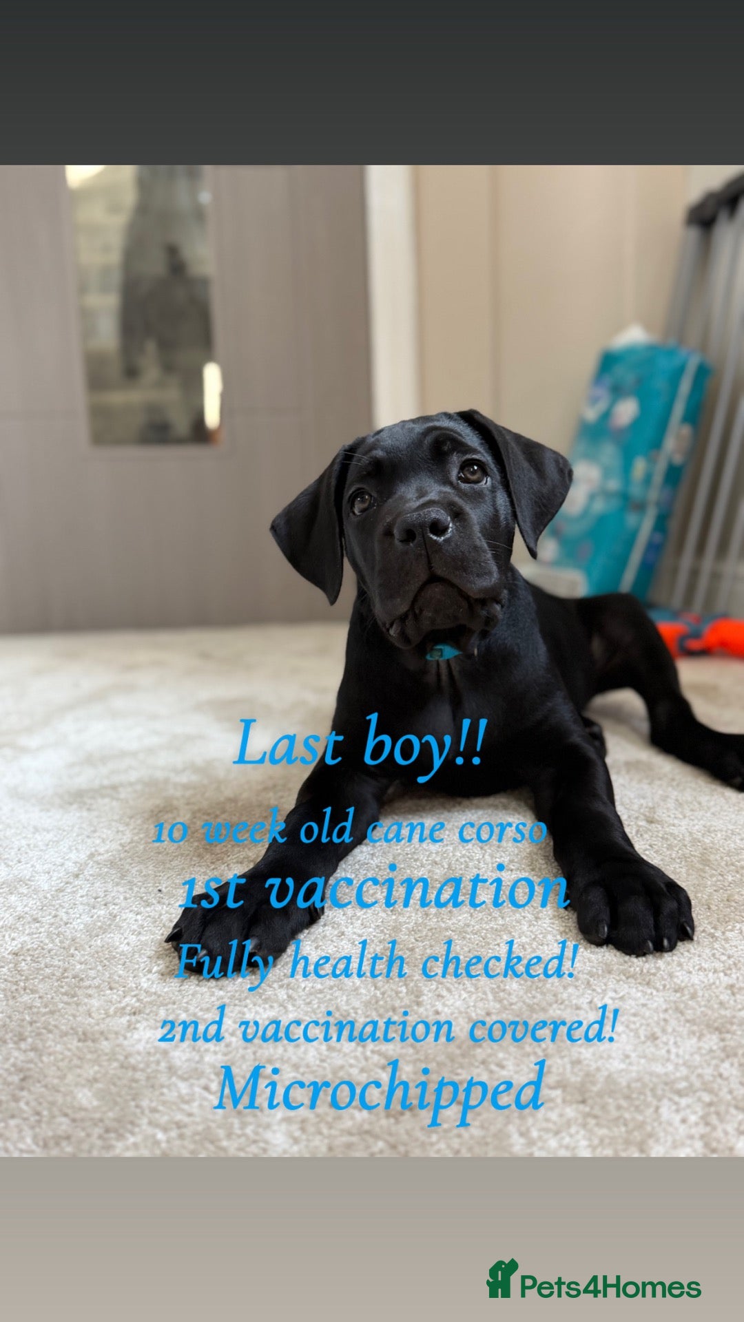 Cane Corso dogs 🐾 1 BOY LEFT CANE CORSO PUPPIES🐾 - Advert 7