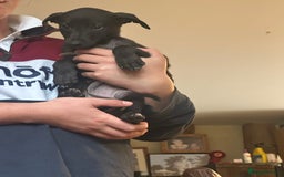Lurcher dogs for sale: Lurcher pups  - Image 6
