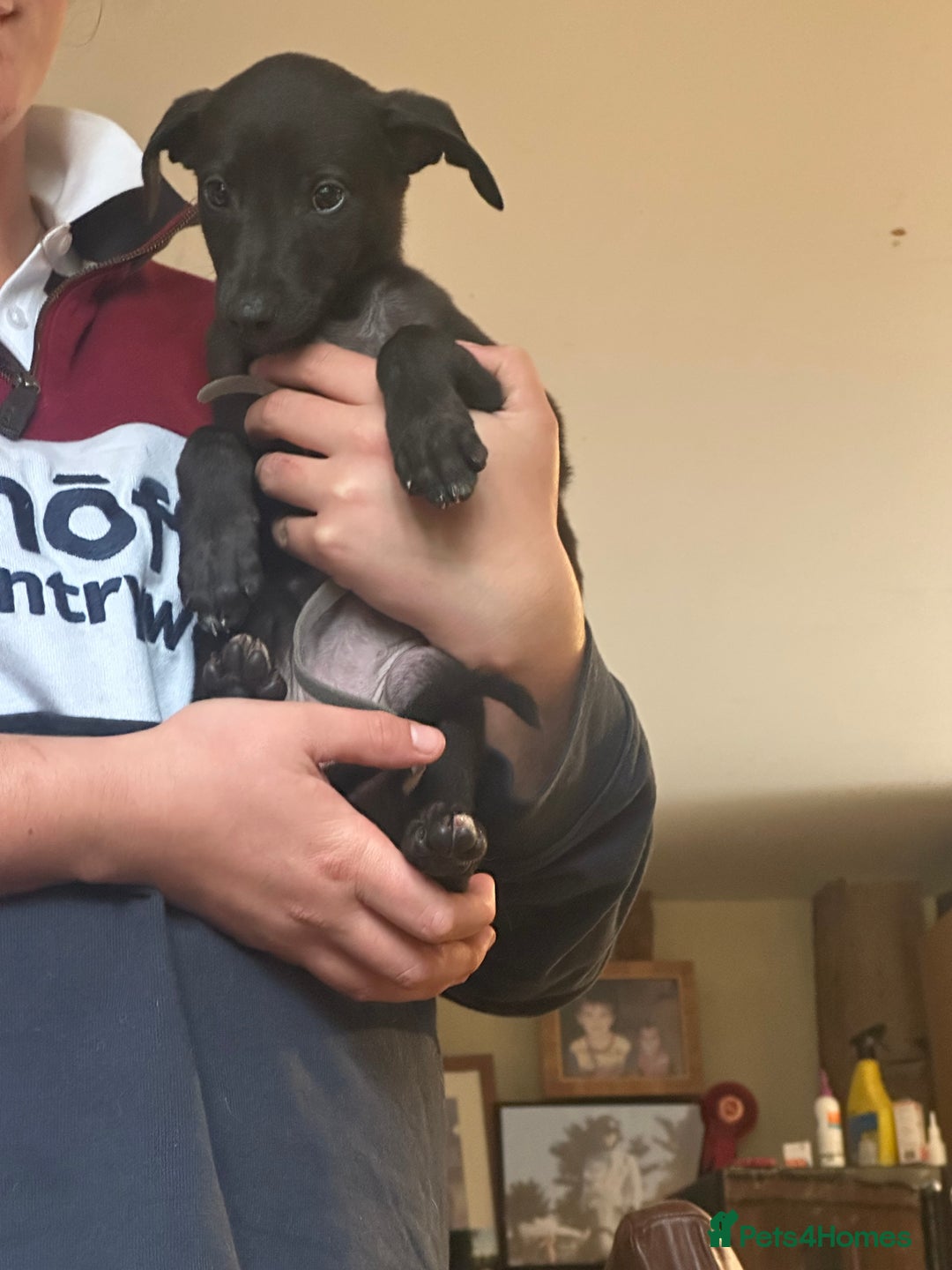 Lurcher dogs for sale: Lurcher pups  - Image 6