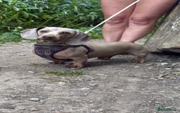Miniature Dachshund dogs for sale: 8 Week Old Miniature Dachshund Puppies - Image 22