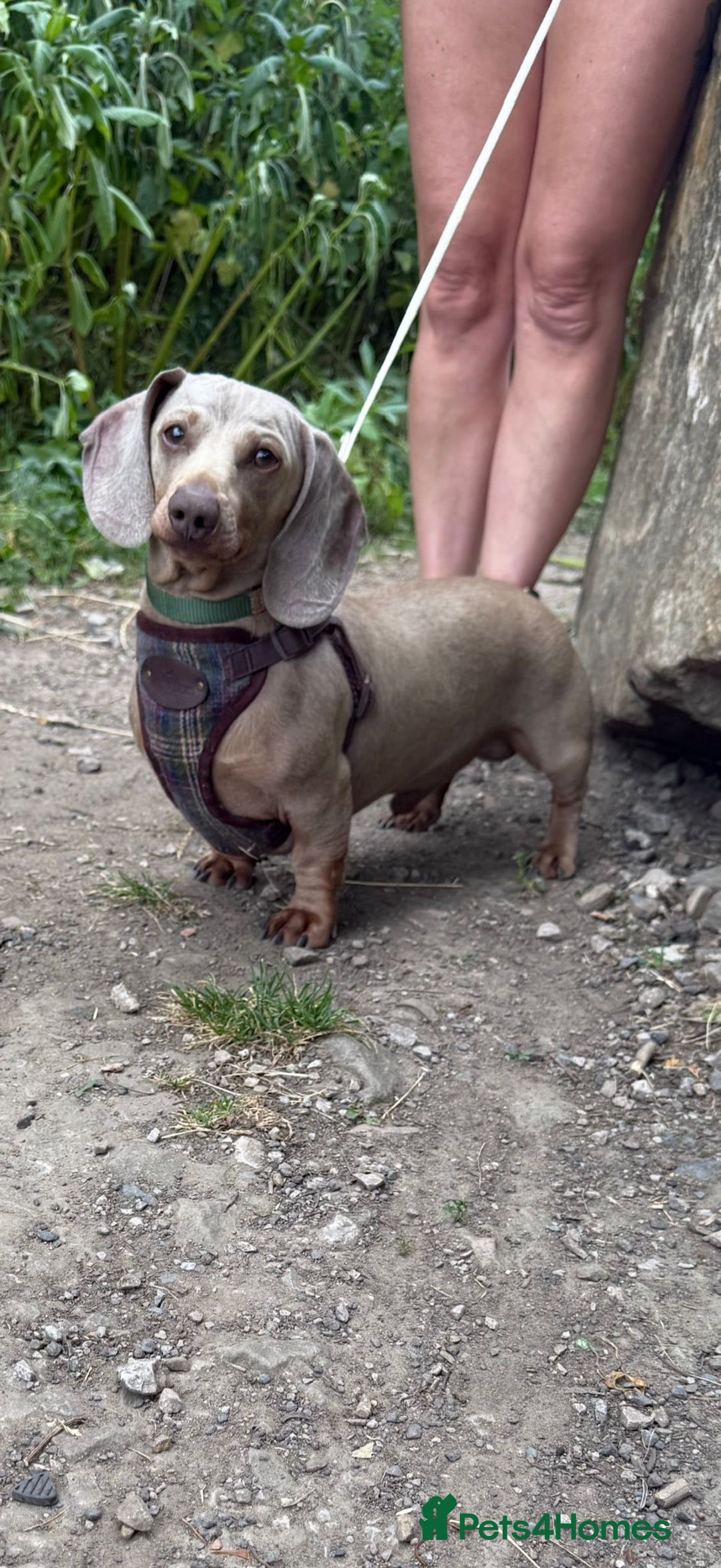 Miniature Dachshund dogs for sale: 8 Week Old Miniature Dachshund Puppies - Image 22