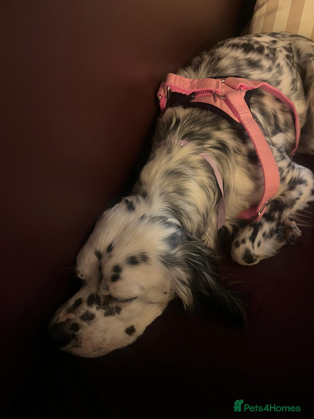 English Setter dogs for adoption: Ruby and Ellie - 2.5 years old | Female Setters - Image 15