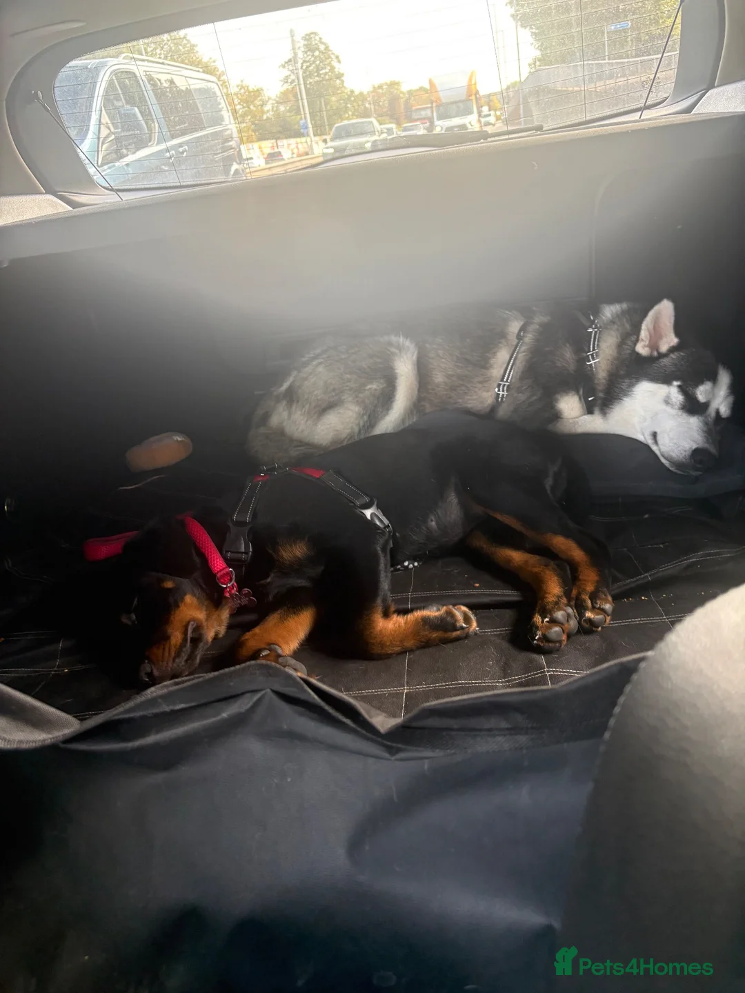 Siberian Husky dogs for sale: Beautiful Female Husky — Looking For A Loving Home - Advert 4