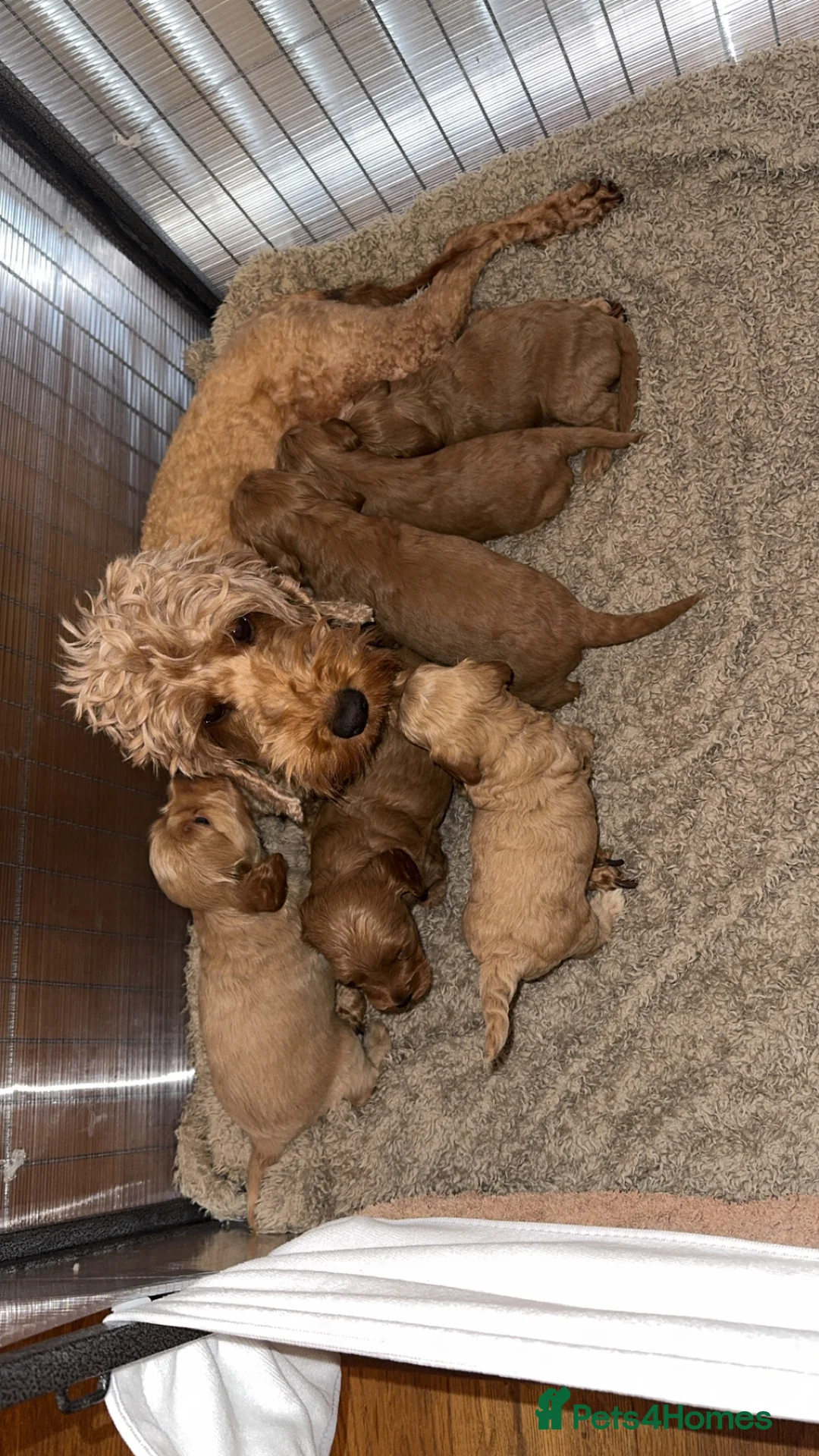 Cockapoo dogs for sale: Cockapoo Puppies in Beauly - Advert 2