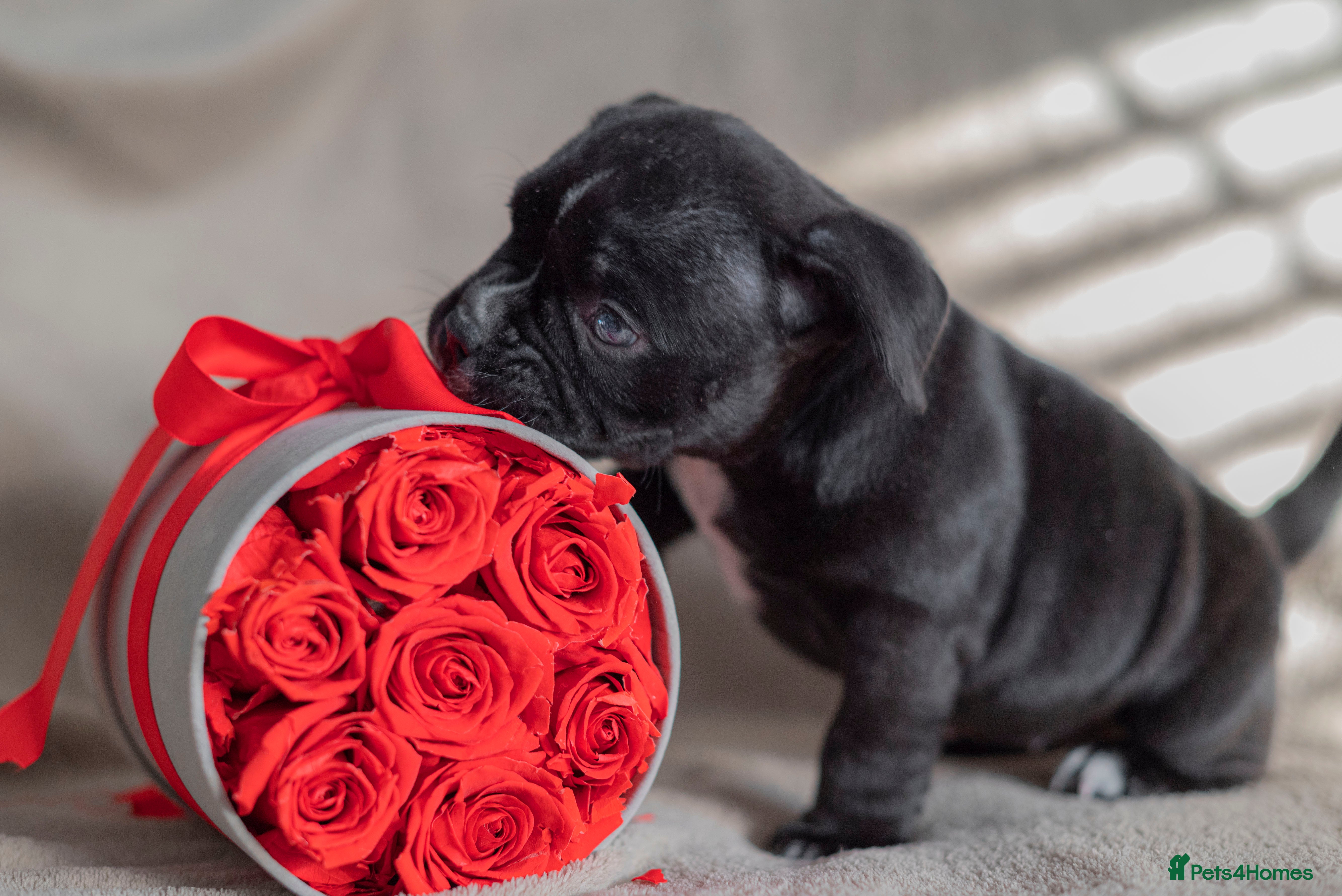 American Bully dogs  GORGE MICRO NANO GIRL AVAILABLE - Advert 5