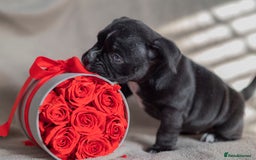 American Bully dogs for sale:  GORGEOUS GIRL AVAILABLE - Advert 2