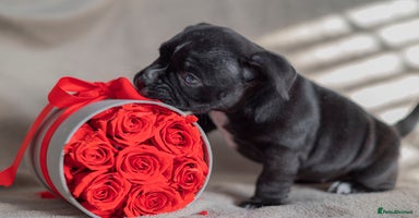 American Bully dogs  GORGEOUS GIRL AVAILABLE - Advert 13