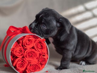 American Bully dogs GORGE MICRO NANO GIRL AVAILABLE - Advert 3