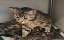 British Shorthair cats for sale: 6 beautiful mixed kittens - Image 6