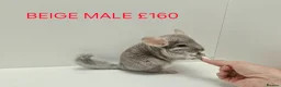 Chinchilla rodents for sale: HANDLED & TAME CHINCHILLA MIX COLOURS AND GENDER - Advert 7