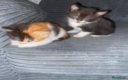 Domestic Shorthair cats for sale: Beautiful tuxedo boy - Image 4