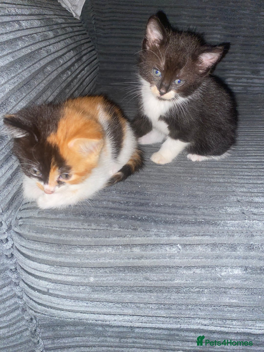 Domestic Shorthair cats for sale: Beautiful tuxedo boy - Image 4