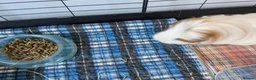 Guinea Pig rodents for sale: Pair of Guinea Pig Males For Sale in Stockport - Advert 3