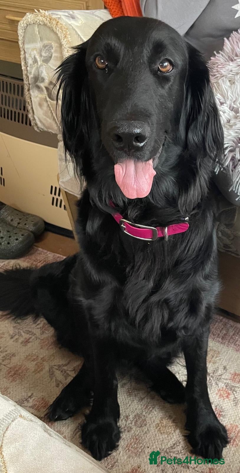 Flat coated Retriever dogs for sale: Adorable Flat Coated Retriever Puppies  - Advert 2