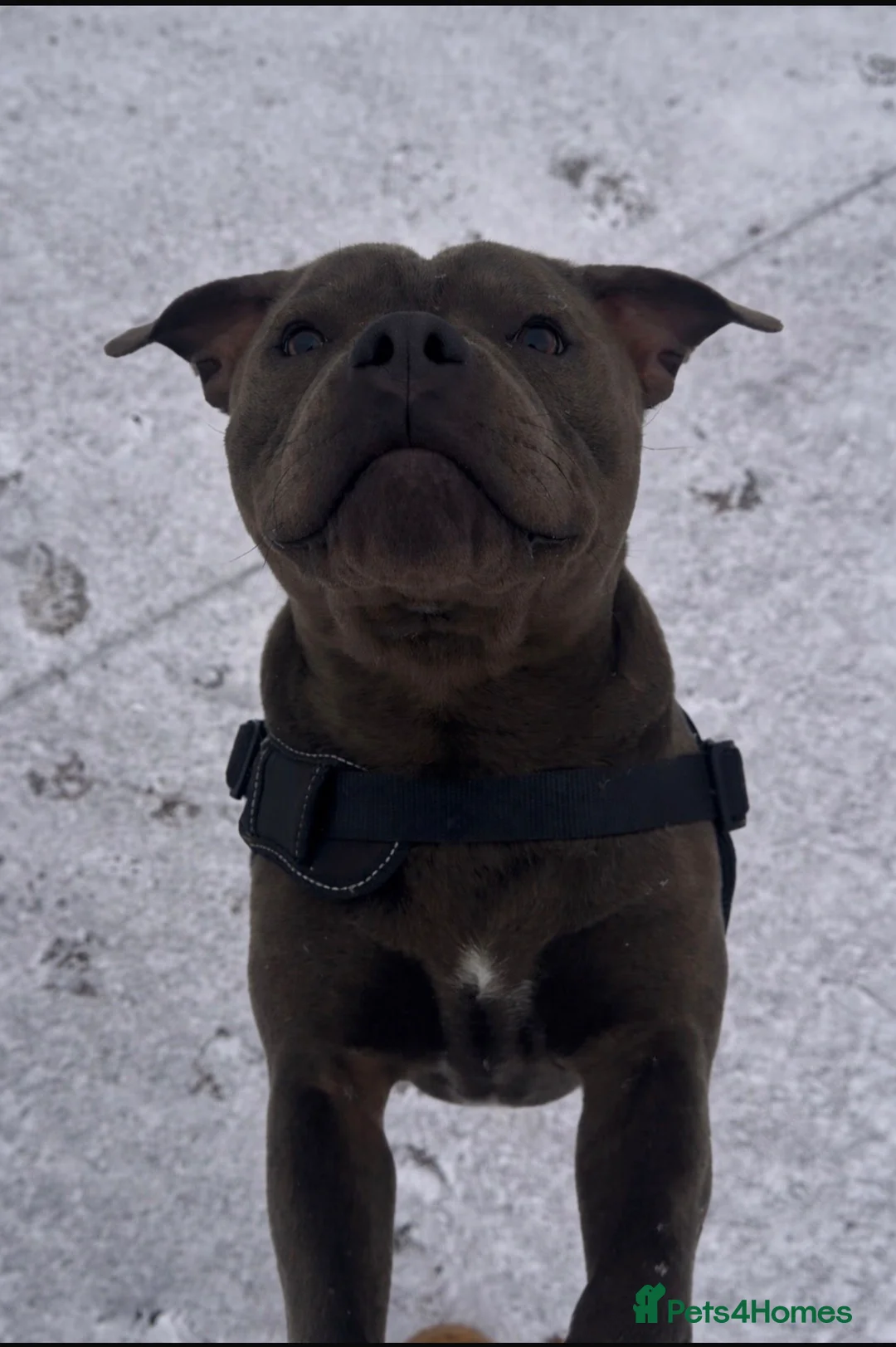 Staffordshire Bull Terrier dogs for stud: Blue KC registered Staffordshire bull terrier   - Advert 2