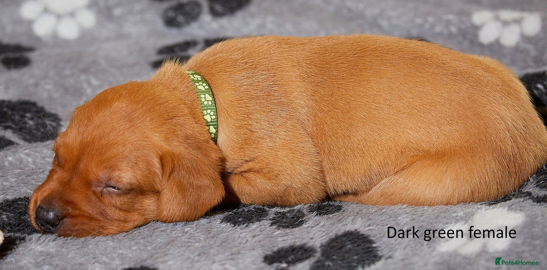 Labrador Retriever dogs for sale: Fox red labrador pups for sale - Image 10