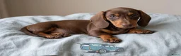 Miniature Dachshund dogs for sale: KC Reg Mini Dachshund Puppies Ready Now (Walsall) - Advert 5