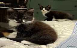 Mixed Breed cats for sale: 2 female an one male - Image 2