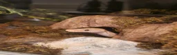 Python Snake reptiles for sale: Male Banana Ball Python in Dover - Advert 1