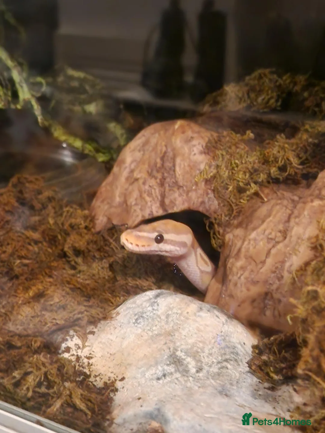 Python Snake reptiles for sale: Male Banana Ball Python in Dover - Advert 1
