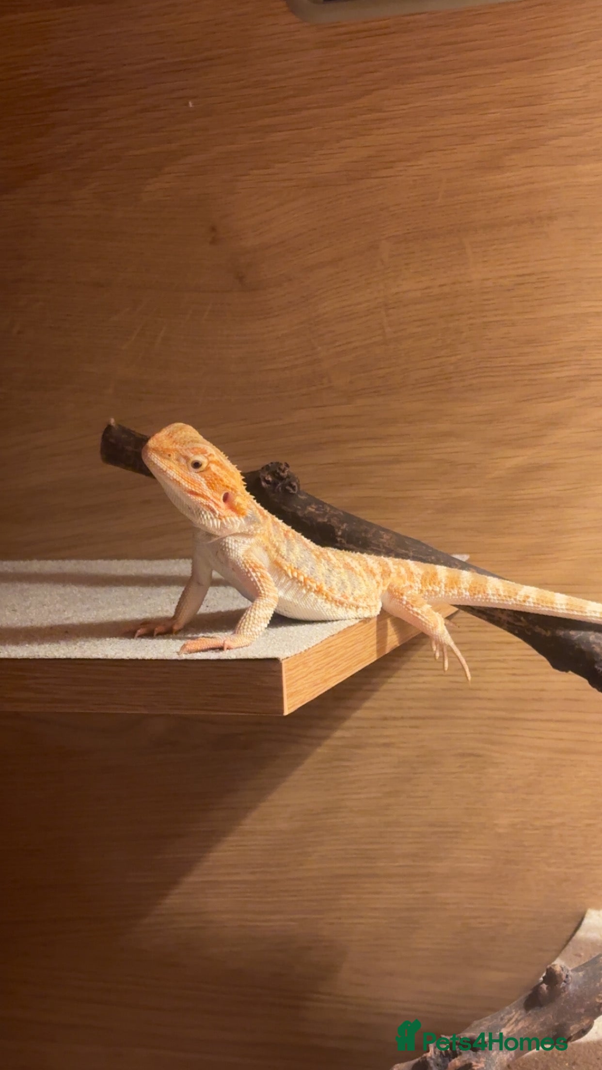 Bearded Dragon reptiles Baby bearded dragon for sale including enclosure  - Advert 1