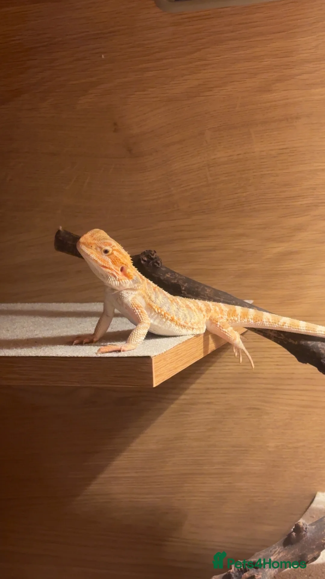 Bearded Dragon reptiles for sale: Baby bearded dragon for sale including enclosure  - Advert 1