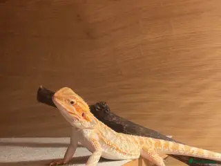 Bearded Dragon reptiles Baby bearded dragon for sale including enclosure - Advert 1