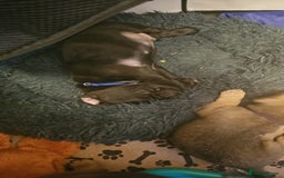 Mixed Breed dogs for sale: Reduced to 400 - Image 13