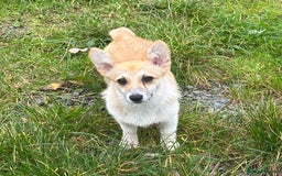 Welsh Corgi Pembroke dogs for sale: Camilla Kc reg Female Pembrokeshire corgi for sale - Image 4