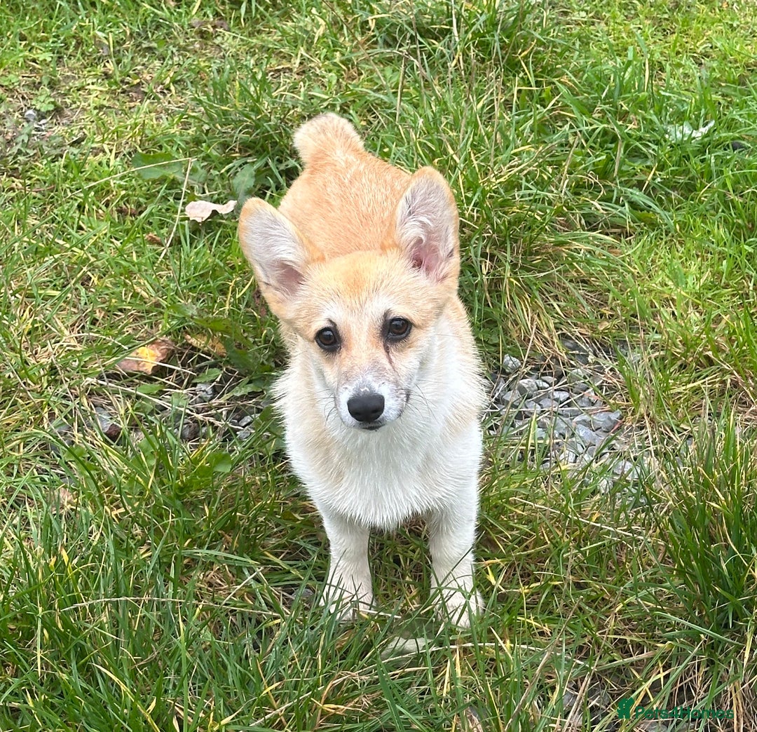 Welsh Corgi Pembroke dogs for sale: Camilla Kc reg Female Pembrokeshire corgi for sale - Image 4