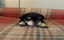 Schnoodle dogs for sale: Beautiful Schnoodle Puppies KC Reg Parents!!  - Image 16