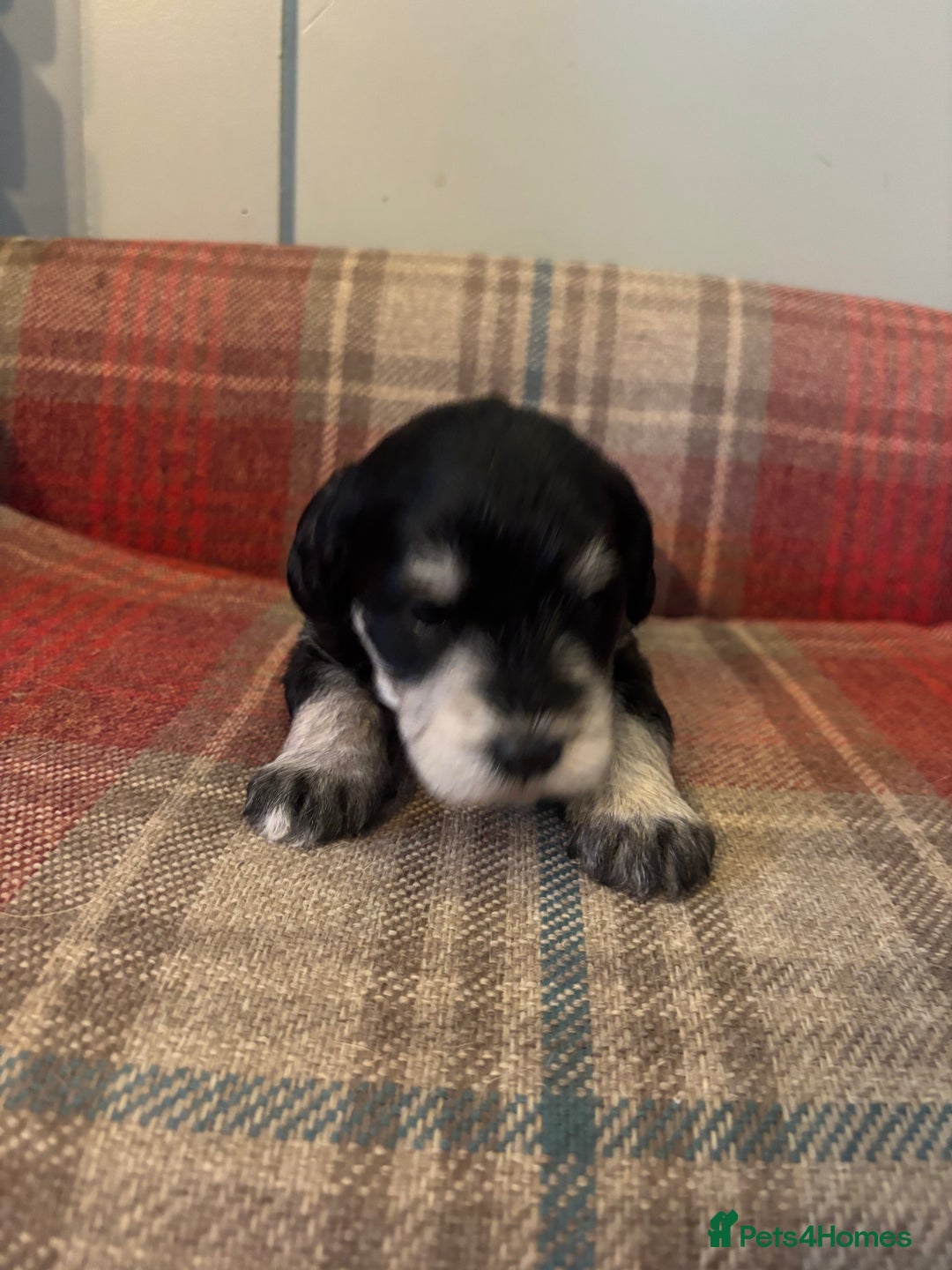 Schnoodle dogs for sale: Beautiful Schnoodle Puppies KC Reg Parents!!  - Image 16