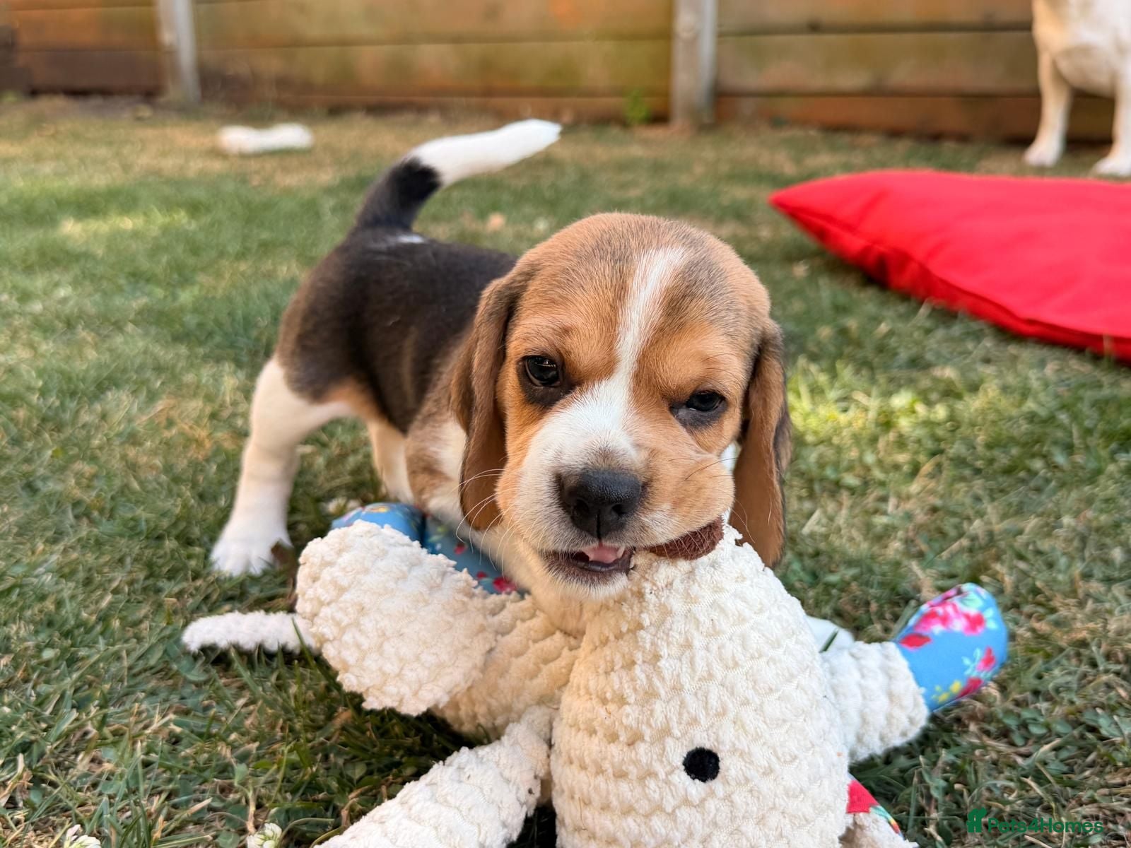Beagle dogs One Left!- KC Reg Champion Bloodline Beagle Girl - Advert 2
