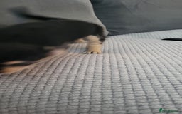 Mixed Breed dogs for sale: Jack russel cross pomeranian puppies  - Image 32