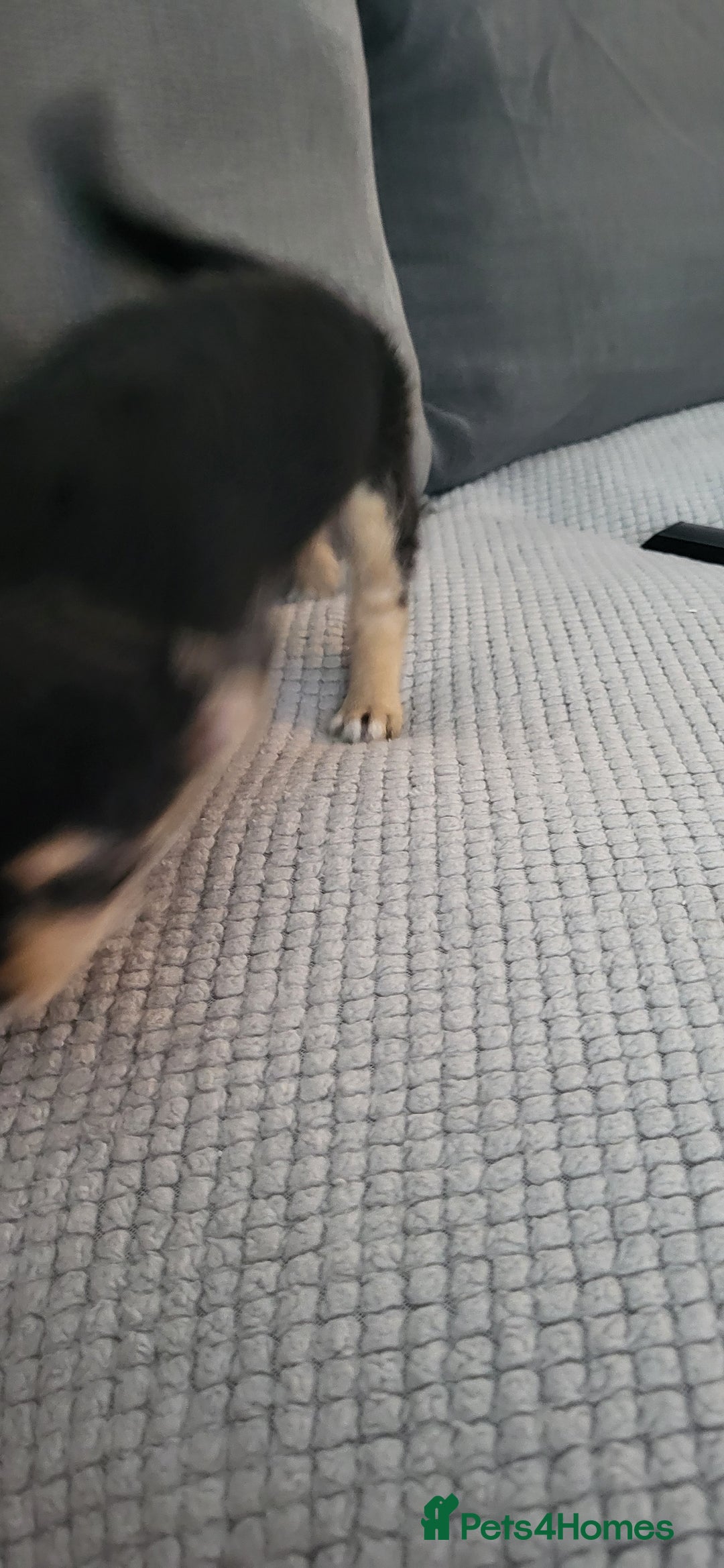 Mixed Breed dogs for sale: Jack russel cross pomeranian puppies  - Image 32