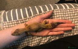 Gecko reptiles for sale: Leopard gecko full set up - Advert 3