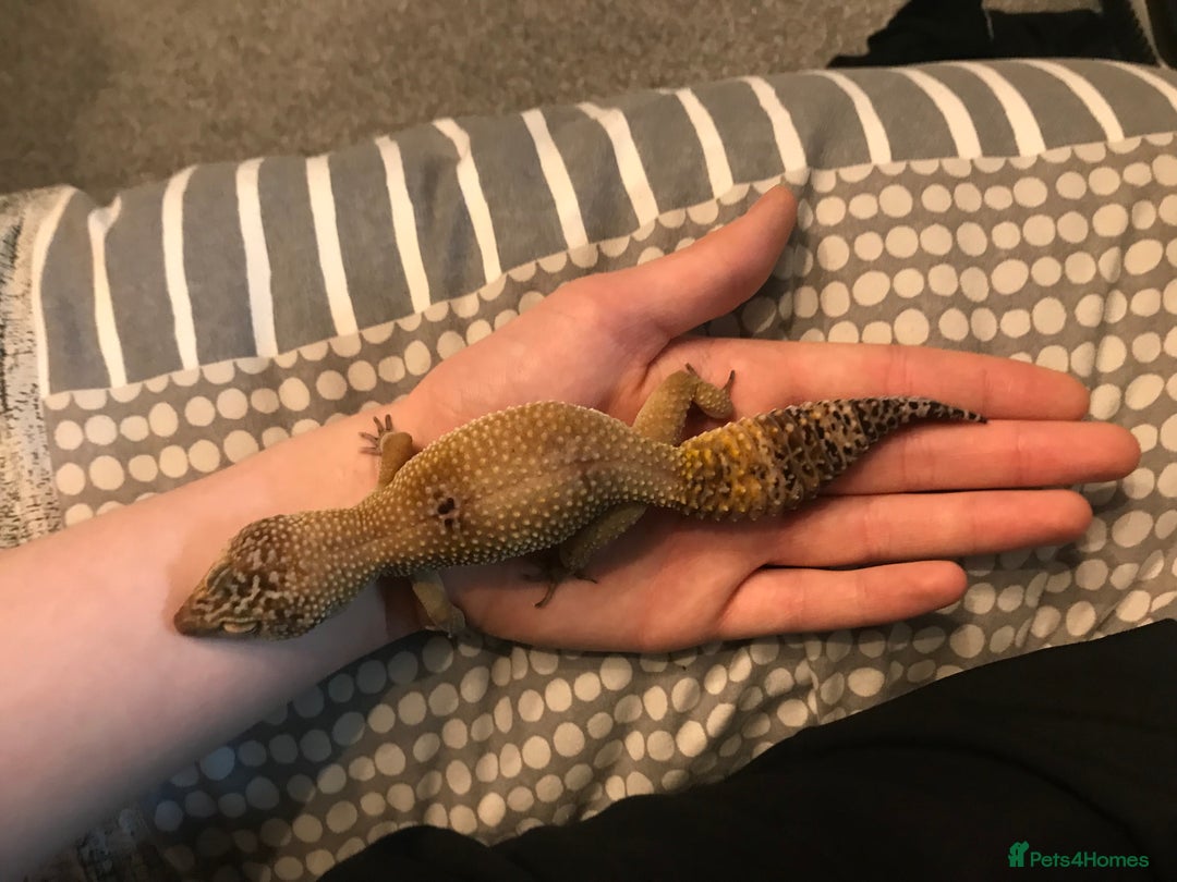 Gecko reptiles for sale: Leopard gecko full set up - Advert 3