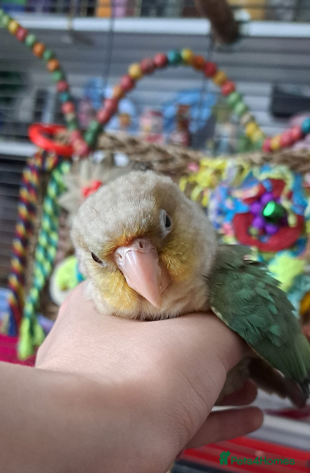 Conures birds for sale:   Green cheek conure baby  - Image 6