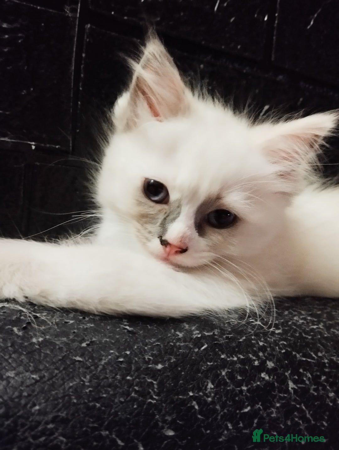 Ragdoll cats for sale: Traditional Ragdolls and Mink Ragdolls in Daventry - Image 23