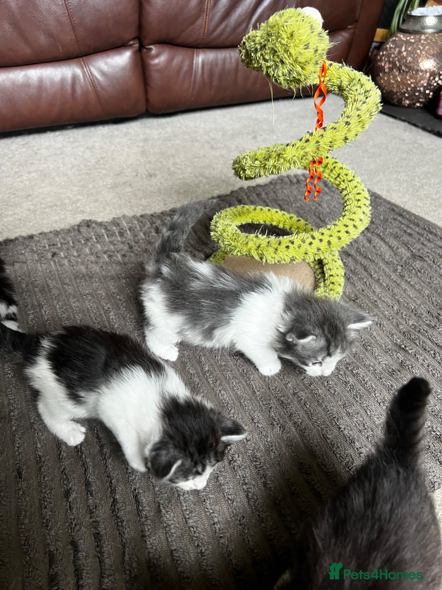 Mixed Breed cats for sale: Norwegian Forest x kittens - Advert 16
