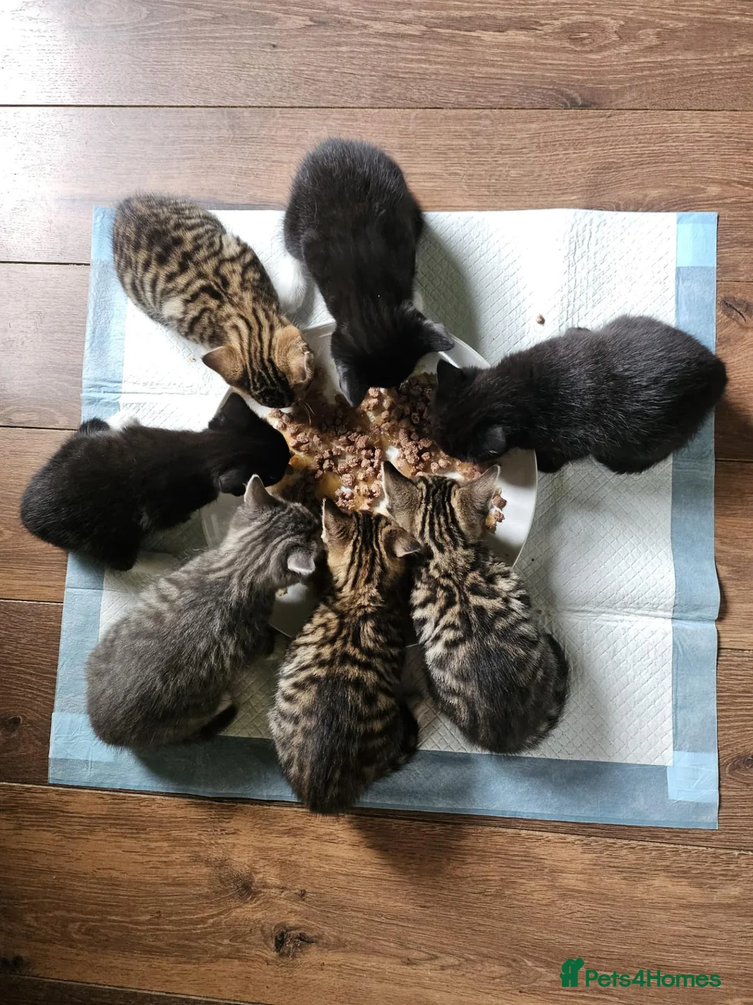 Mixed Breed cats for sale: 3 beautiful kitten ready to go immediately - Advert 16