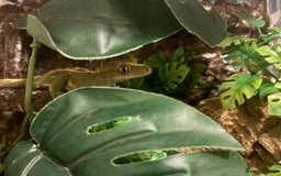 Gecko reptiles for sale: Male crested gecko for sale - Image 1